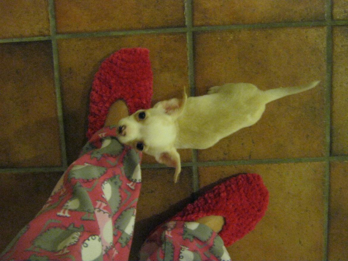 Chihuahua Dee Kay Excellent Eja (Minnie) - Hvorfor er du helt deroppe, moar? billede 10