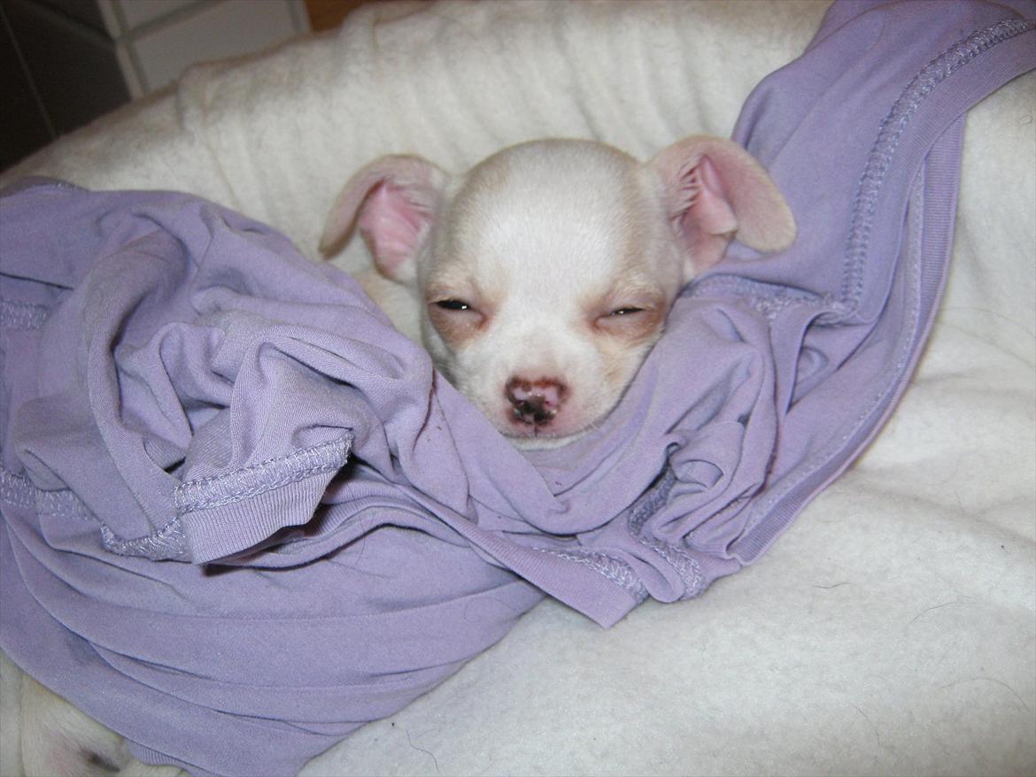 Chihuahua Dee Kay Excellent Eja (Minnie) - Mmmm, jeg får mig lige en lur i mors bluse. Den dufter så godt synes jeg :-) billede 11