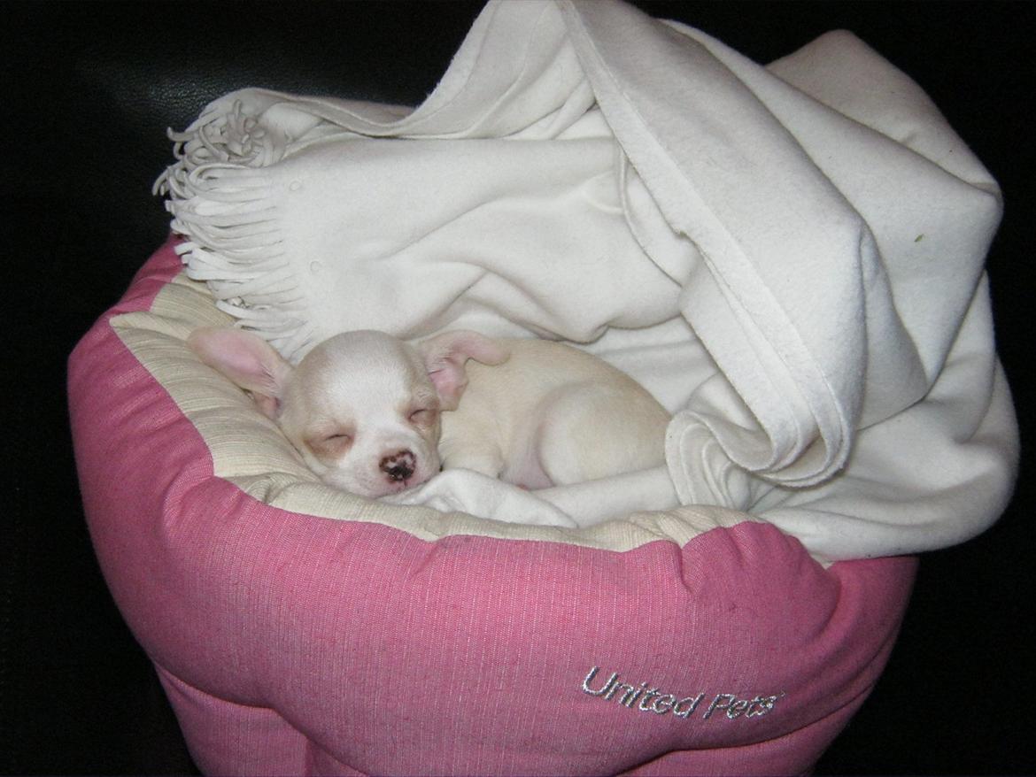 Chihuahua Dee Kay Excellent Eja (Minnie) - ... Og endnu en lur her i sofaen :-) billede 12