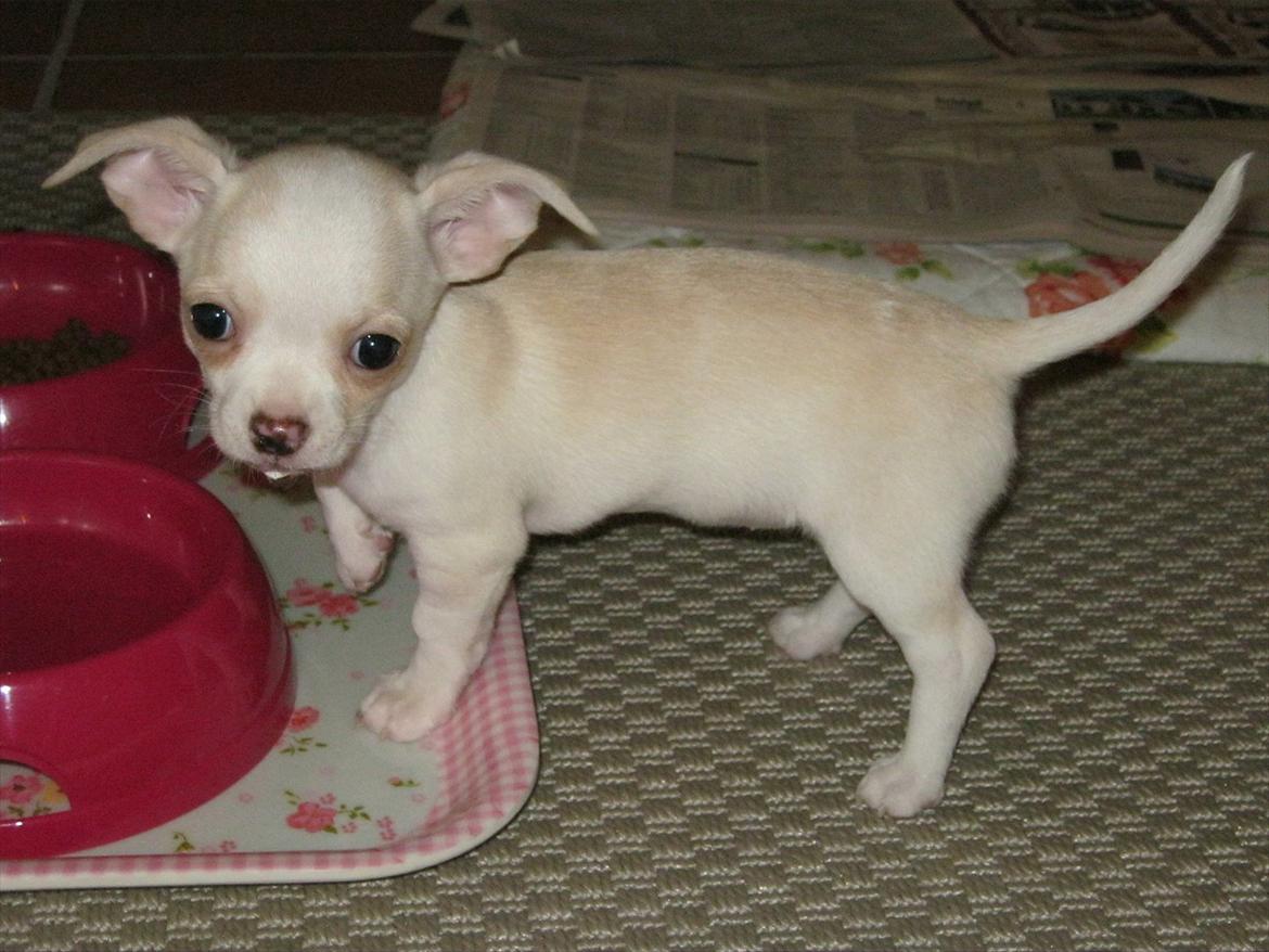 Chihuahua Dee Kay Excellent Eja (Minnie) - Jeg får lige lidt at drikke, så det drypper om munden :-p billede 13