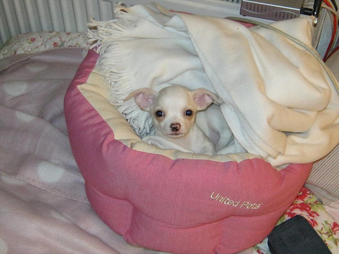 Chihuahua Dee Kay Excellent Eja (Minnie) - <3 billede 14