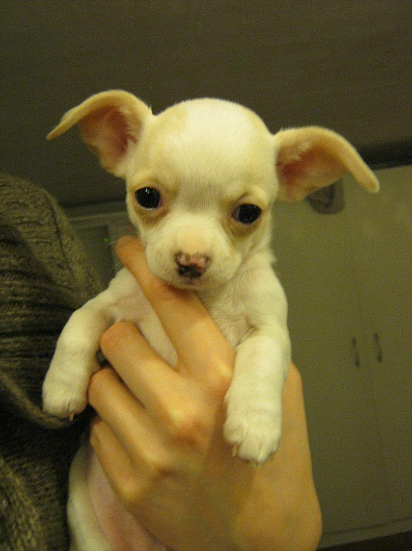 Chihuahua Dee Kay Excellent Eja (Minnie) billede 15