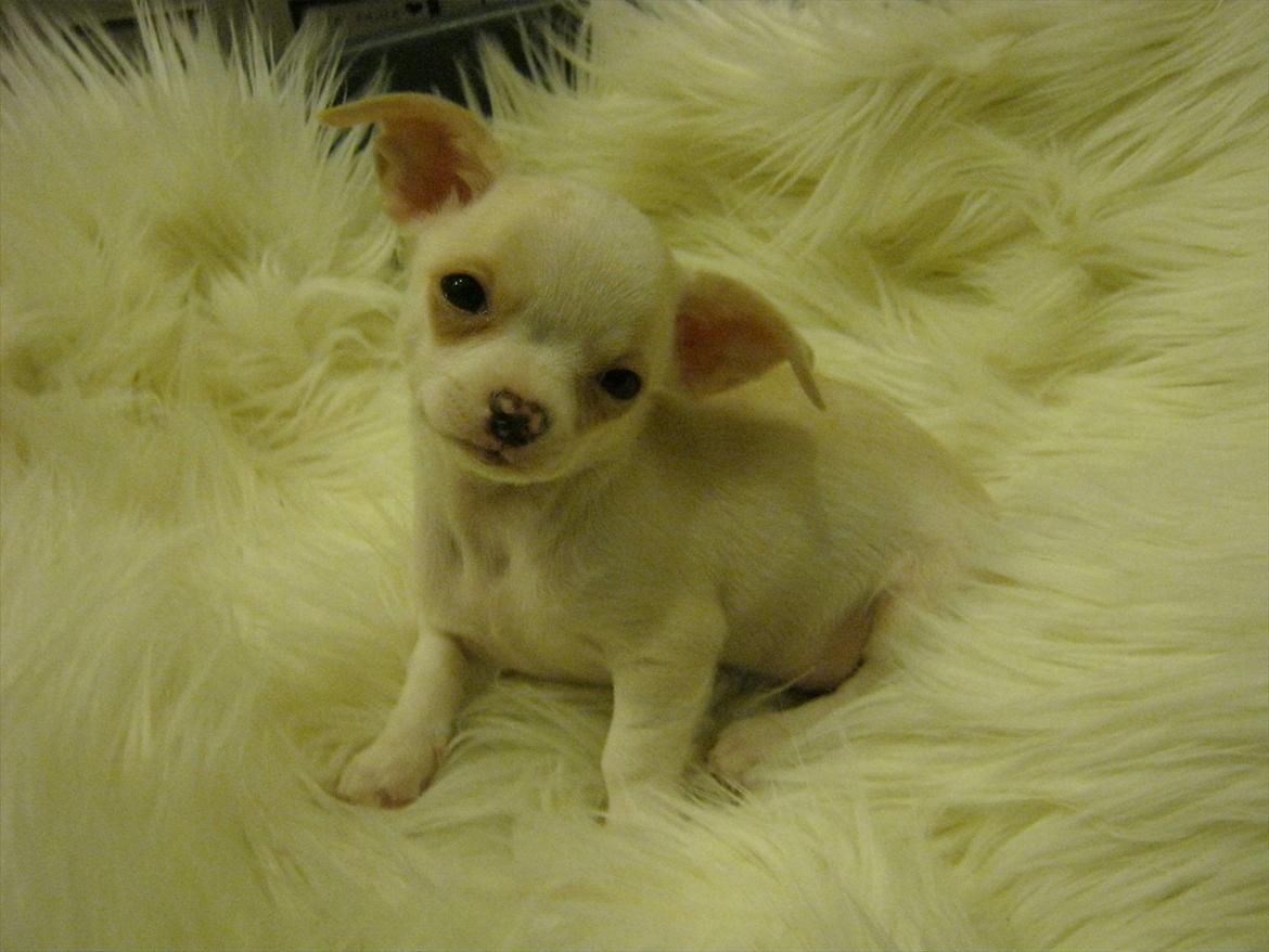 Chihuahua Dee Kay Excellent Eja (Minnie) billede 16