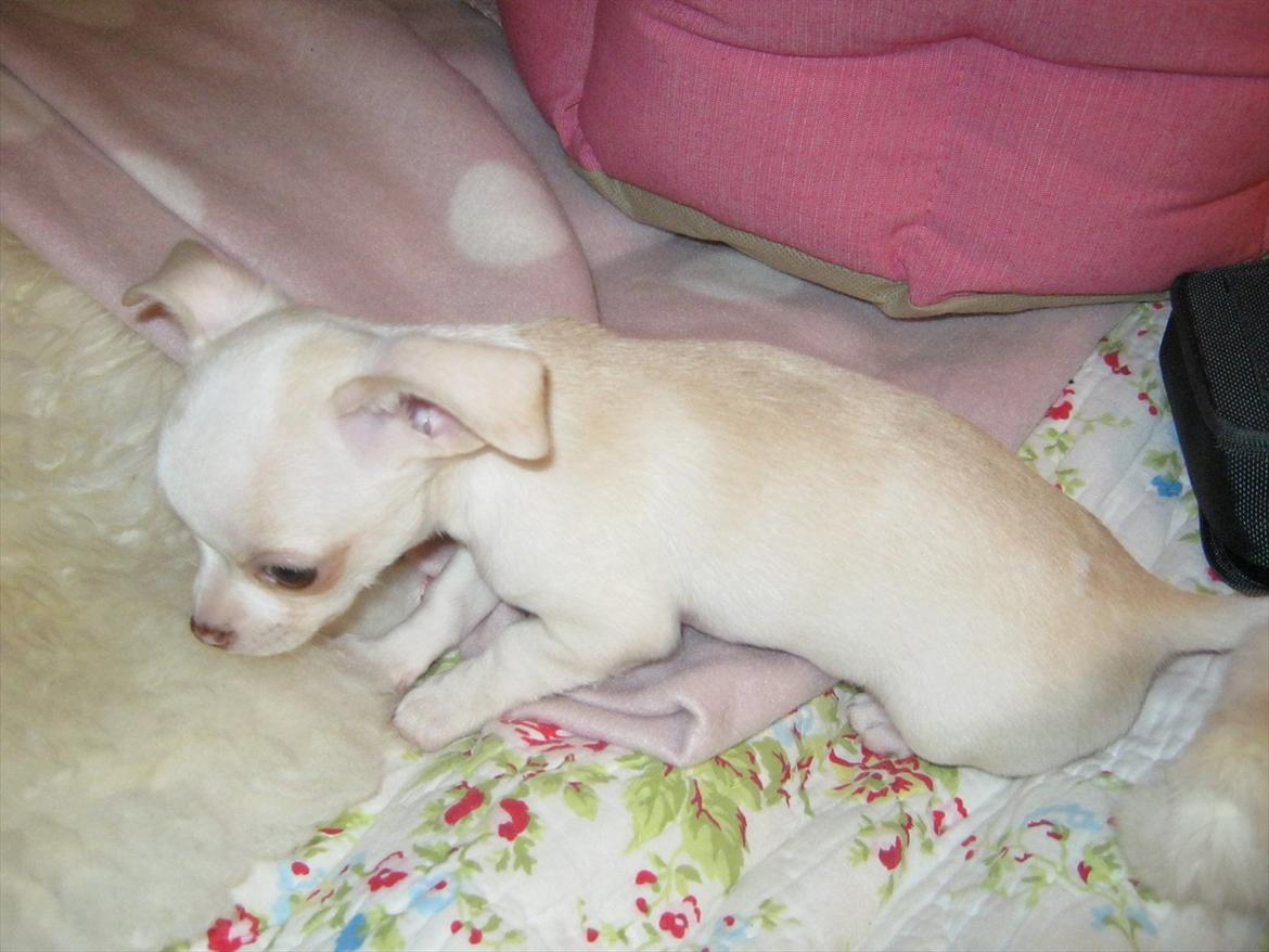 Chihuahua Dee Kay Excellent Eja (Minnie) - Min mor synes jeg har så smukke farver :-) billede 17