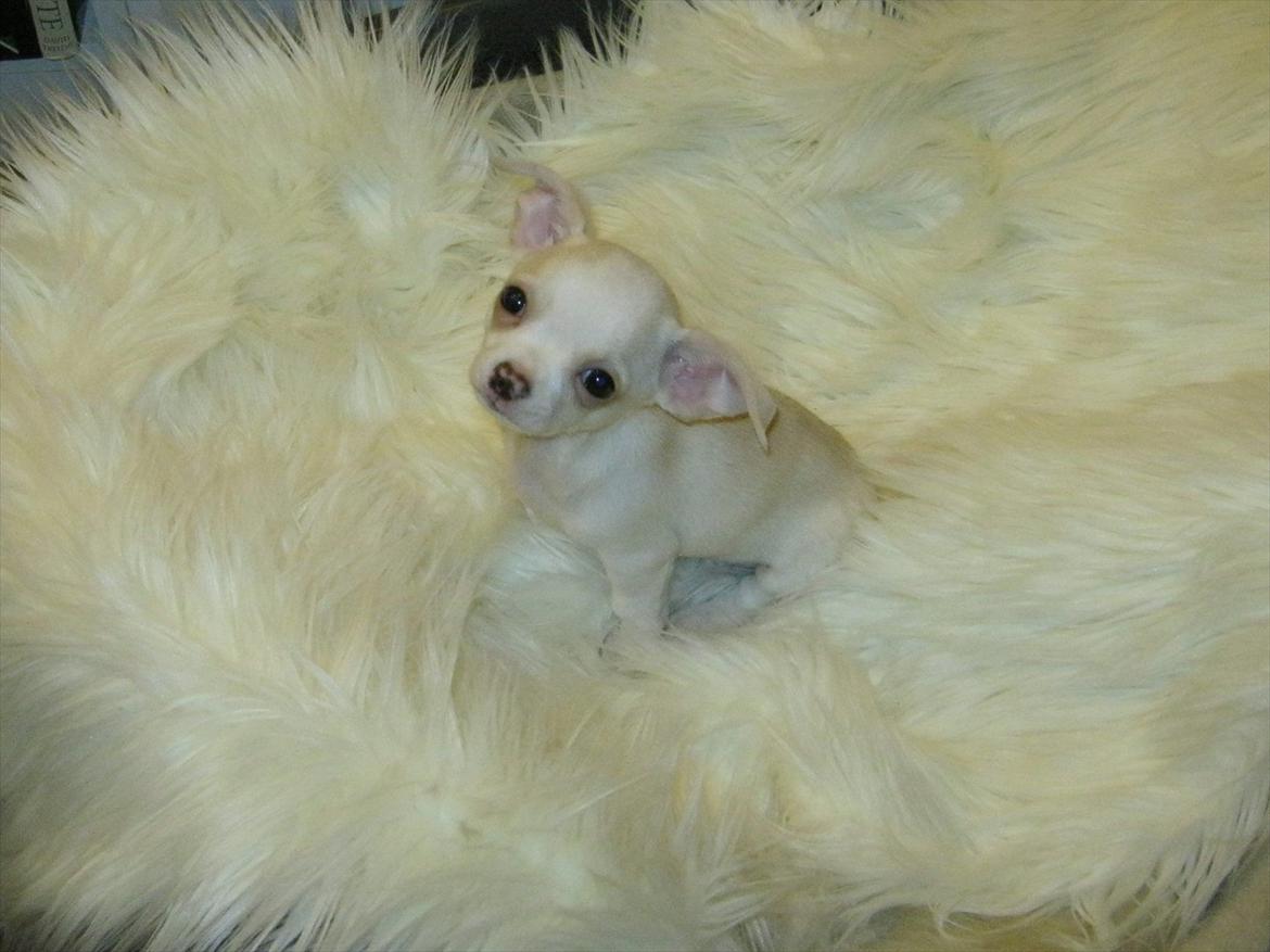 Chihuahua Dee Kay Excellent Eja (Minnie) - Jeg sidder lige her i Peppers kurv. Det opdager han ikke :-p billede 18