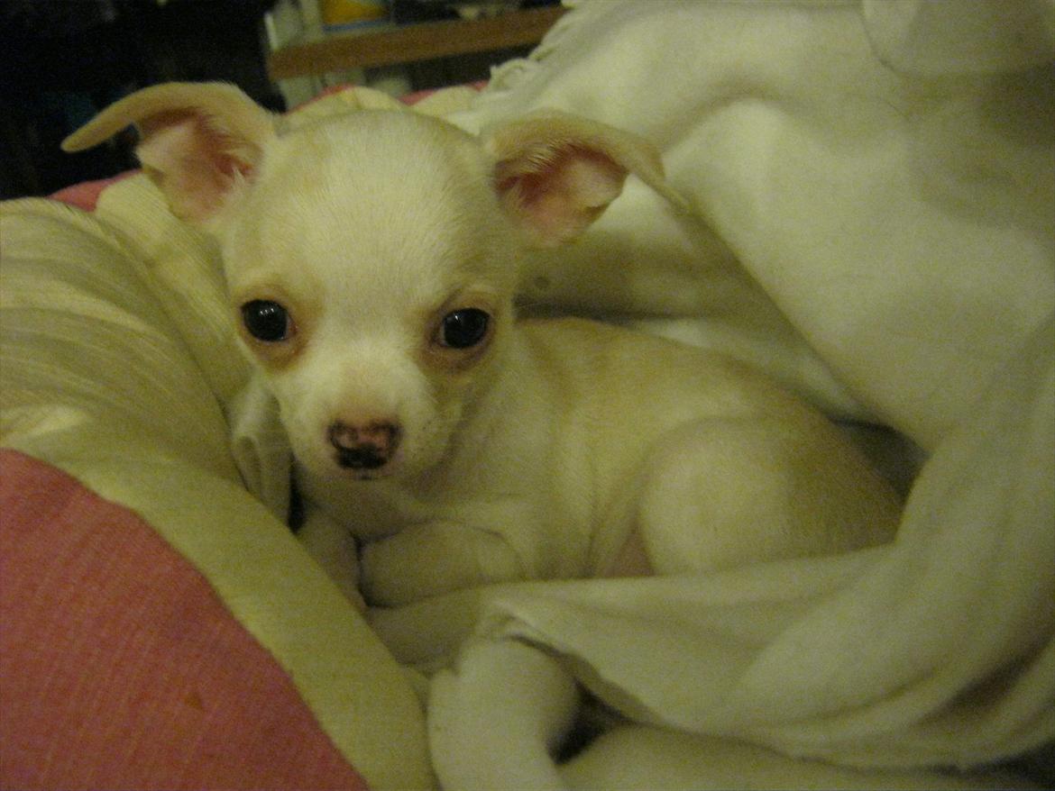 Chihuahua Dee Kay Excellent Eja (Minnie) billede 19