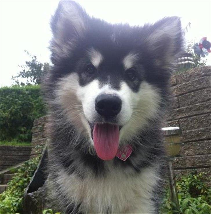 Alaskan malamute Coco Bear - her er jeg 5 mdr billede 1