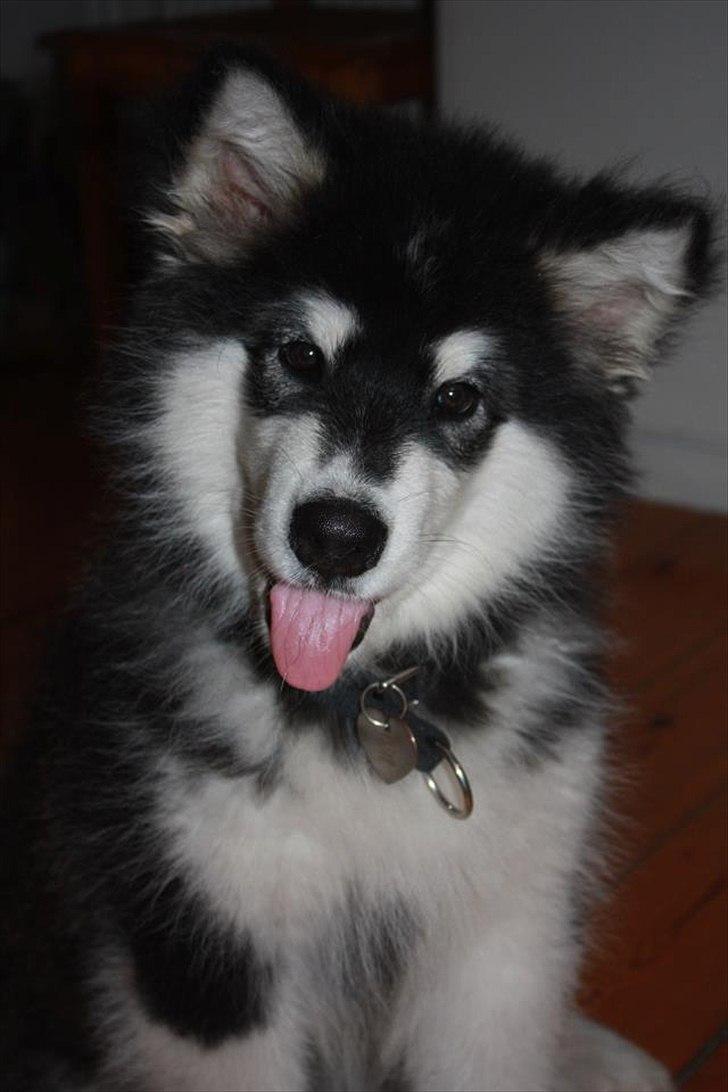 Alaskan malamute Coco Bear - her er jeg 3,5 mdr
 billede 2