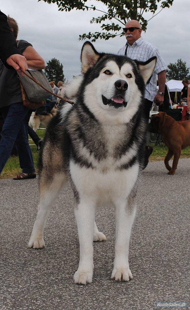 Alaskan malamute Rio billede 1