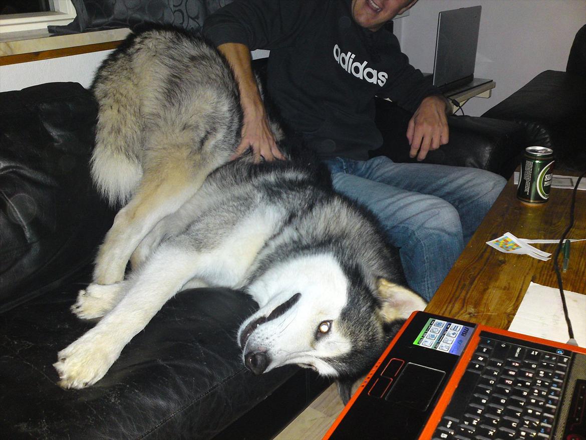 Alaskan malamute Rio billede 13