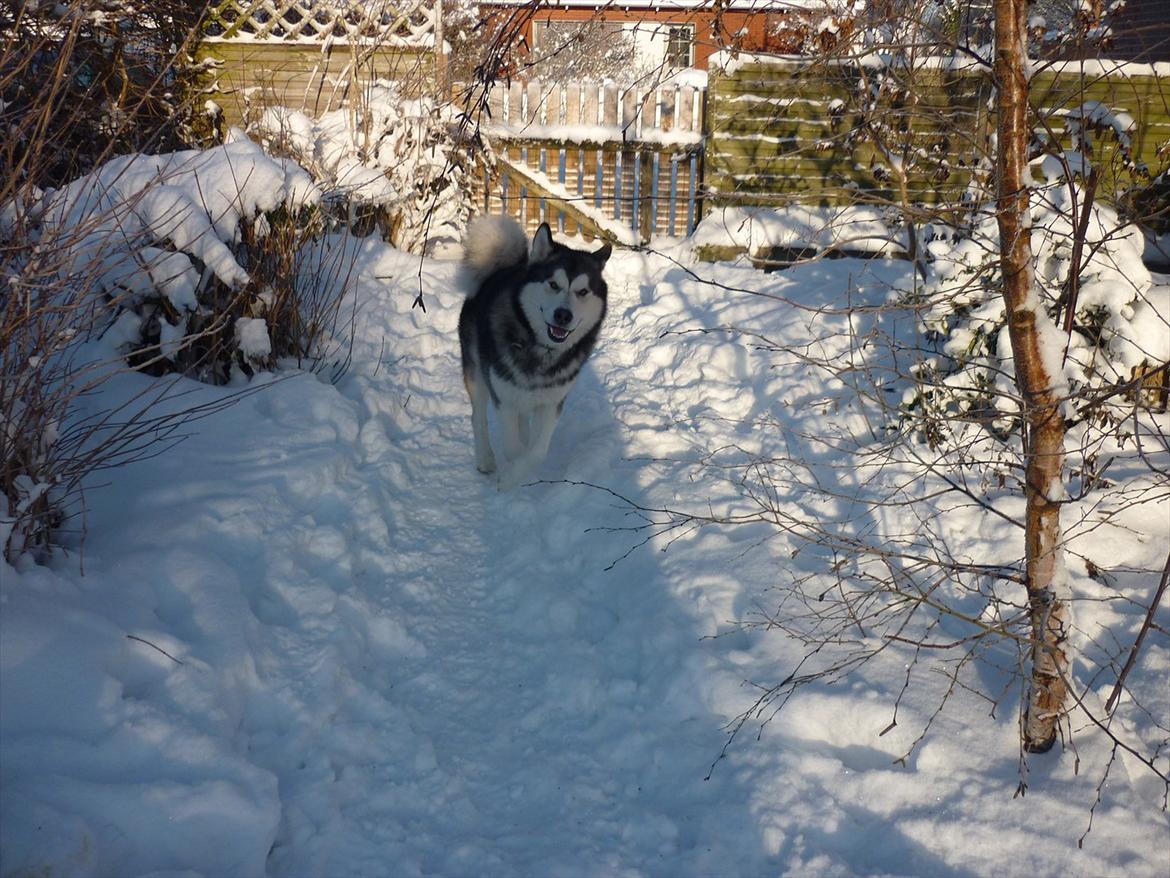 Alaskan malamute Rio billede 14