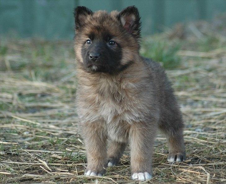 Blanding af racer Chewbacca - Chewbacca - 6½ uge billede 14