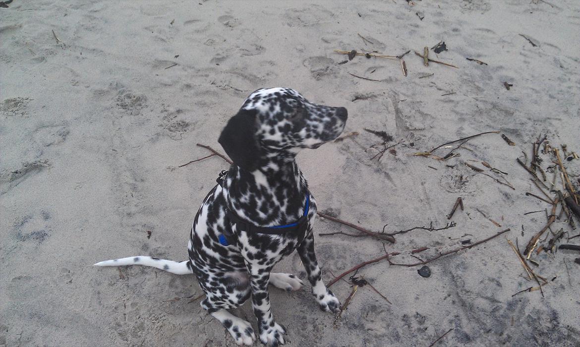 Dalmatiner Jason - Føste gang i den store "sandkasse" :) billede 1