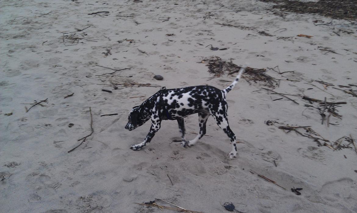 Dalmatiner Jason - Lige efter han tog en tur i åen :P billede 2