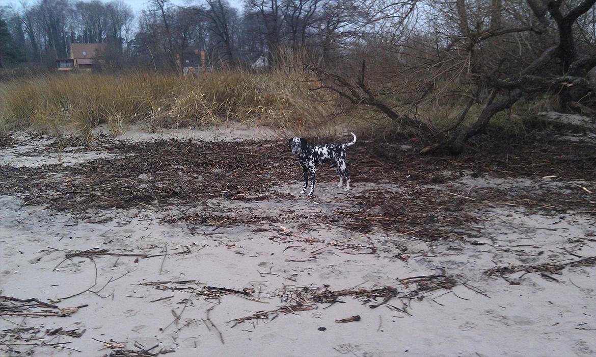 Dalmatiner Jason - Han synes at sand er noget af det bedste :D billede 3