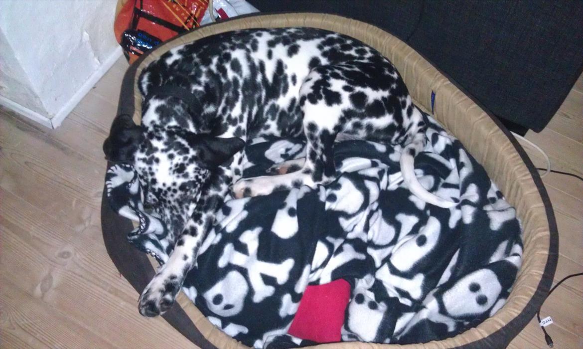 Dalmatiner Jason - Find Hunden :D billede 4