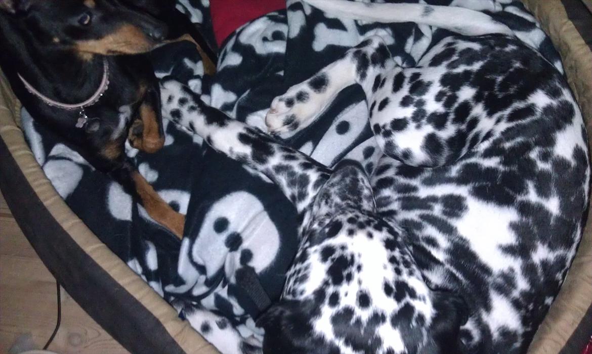 Dalmatiner Jason - Her ses han sommen med vores anden hunhund :) billede 5