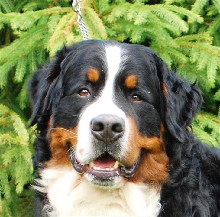 Berner sennenhund Harthin's Kashmir - 2 år billede 2