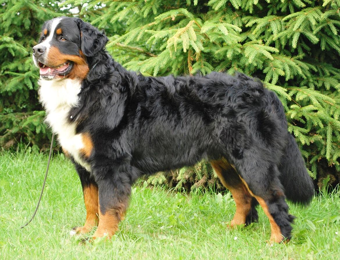 Berner sennenhund Harthin's Kashmir - 2 år billede 1