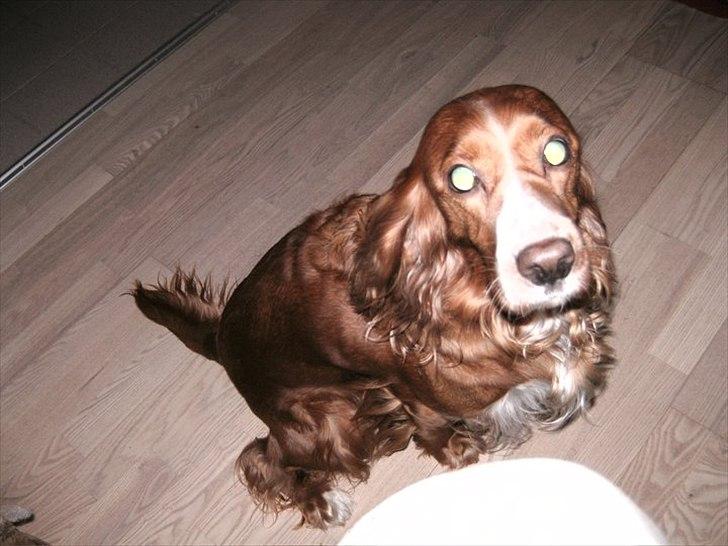 Blanding af racer Belle billede 1