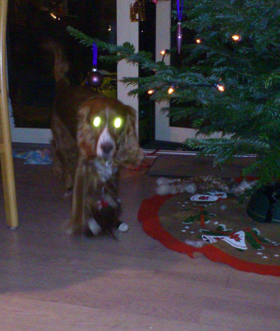 Blanding af racer Belle billede 2