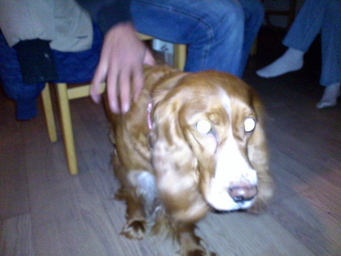 Blanding af racer Belle billede 3