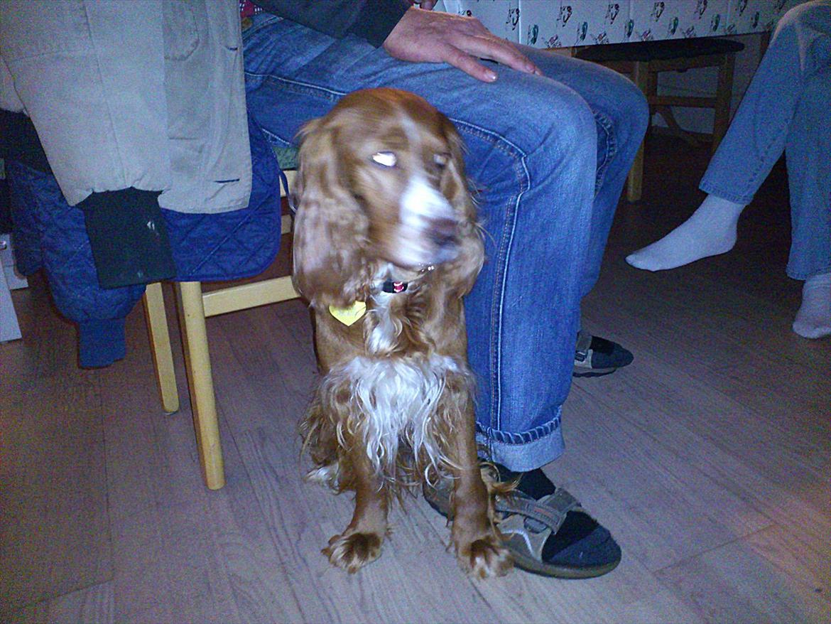 Blanding af racer Belle billede 4