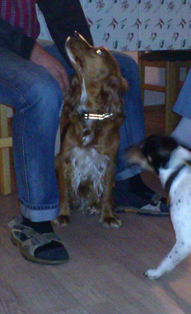 Blanding af racer Belle billede 5