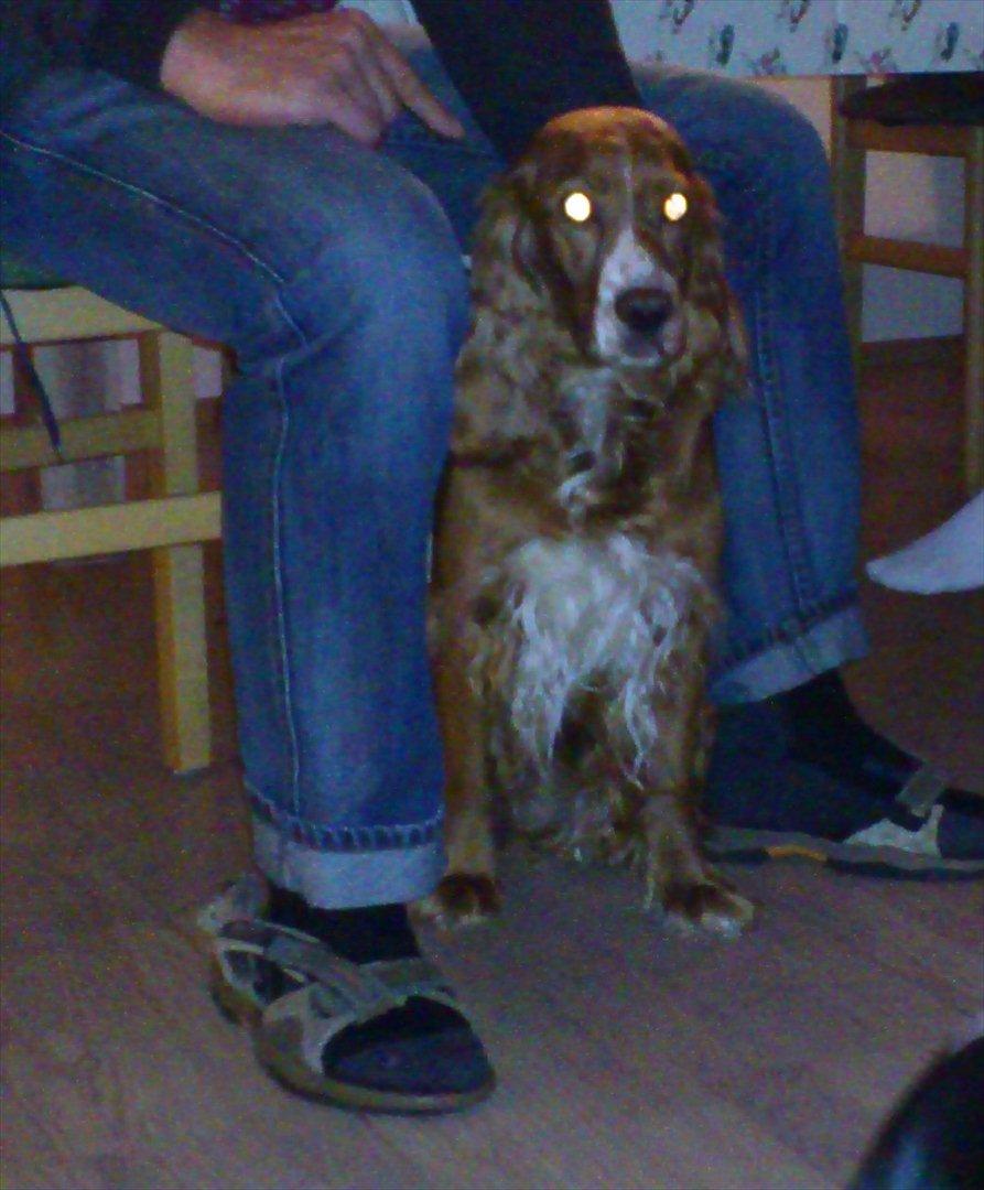 Blanding af racer Belle billede 6