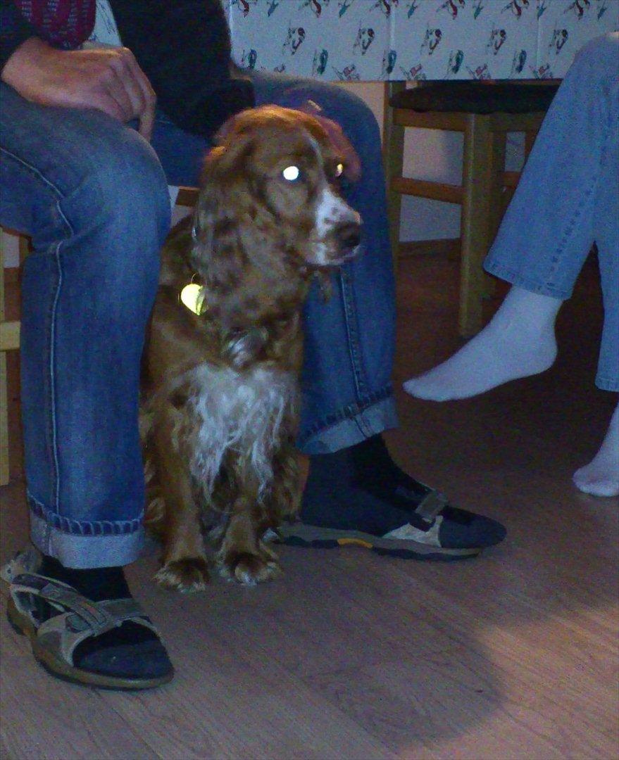 Blanding af racer Belle billede 7