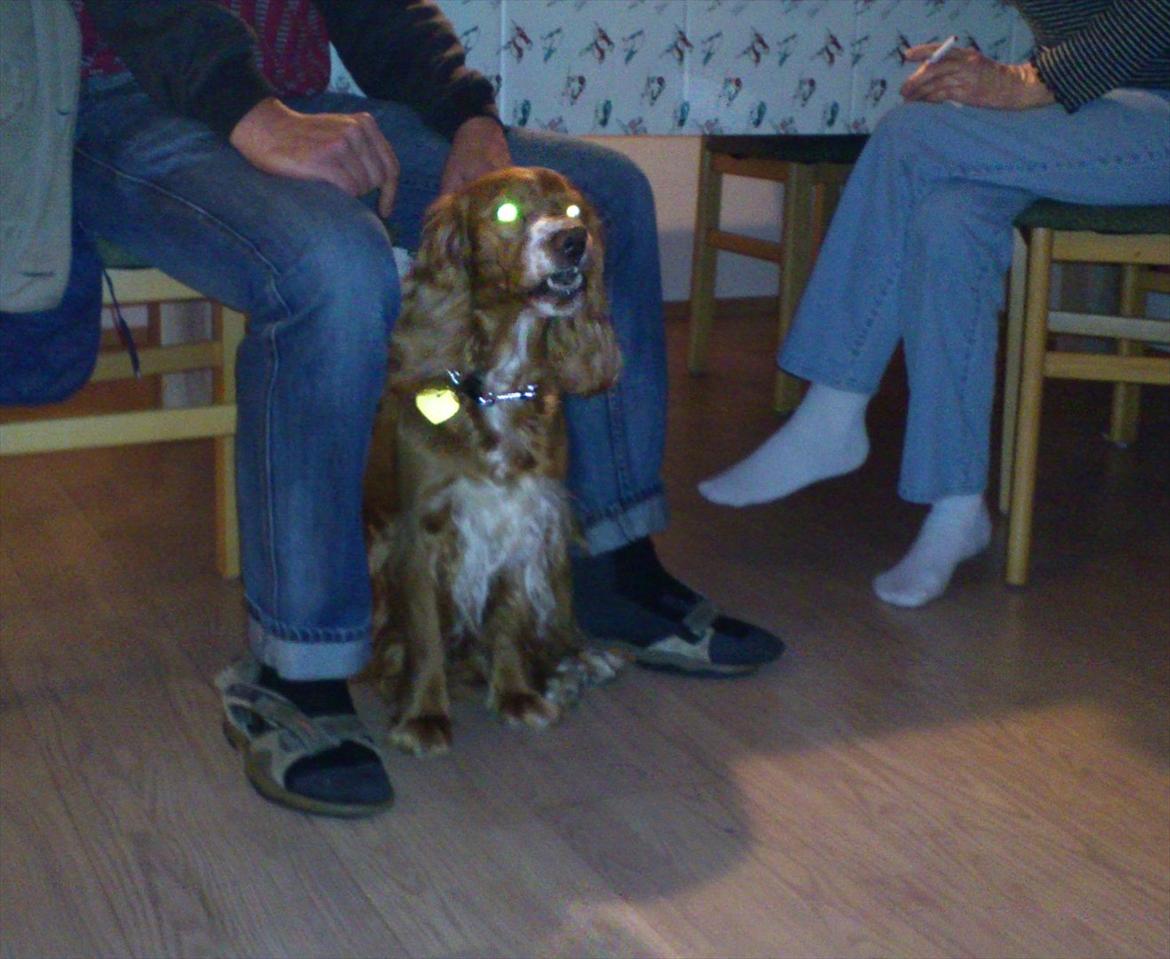 Blanding af racer Belle billede 8