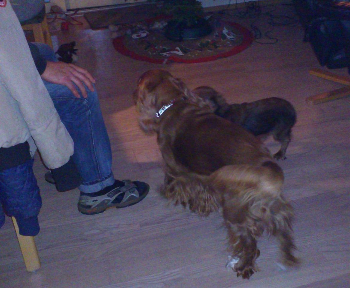 Blanding af racer Belle billede 9