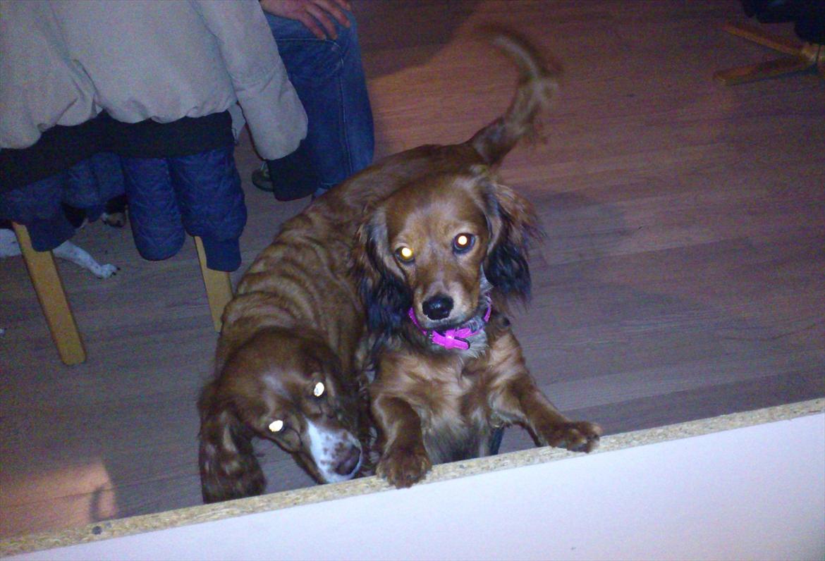 Blanding af racer Belle billede 10