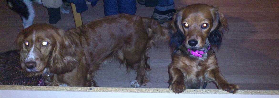 Blanding af racer Belle billede 11