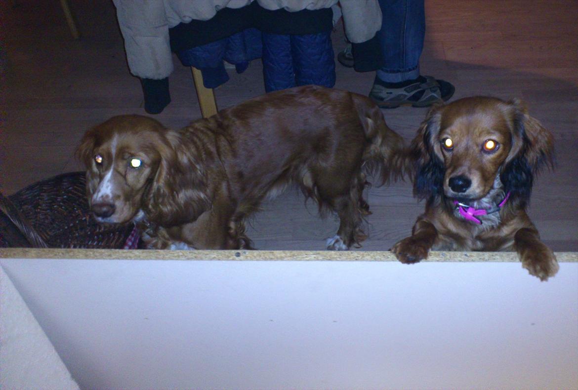 Blanding af racer Belle billede 12