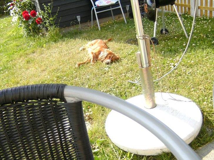 Blanding af racer Belle billede 13