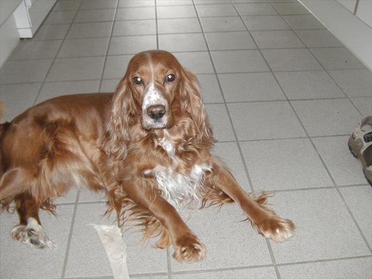 Blanding af racer Belle billede 14