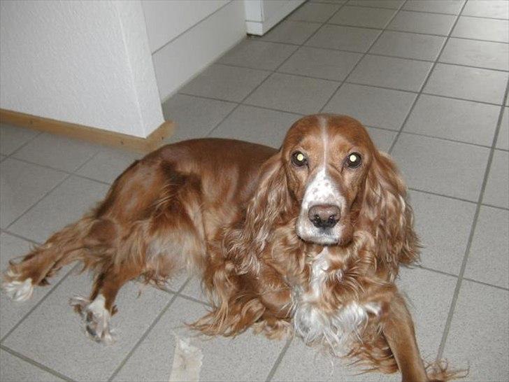 Blanding af racer Belle billede 15