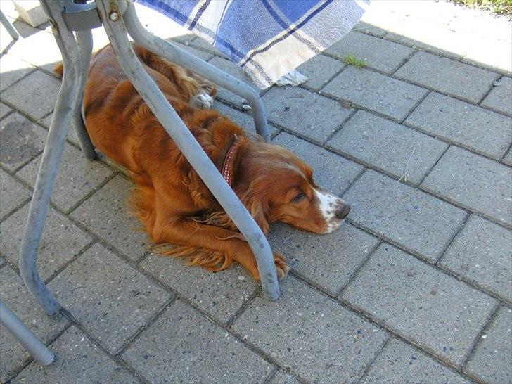 Blanding af racer Belle billede 16