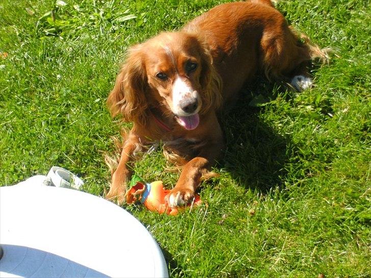 Blanding af racer Belle billede 17