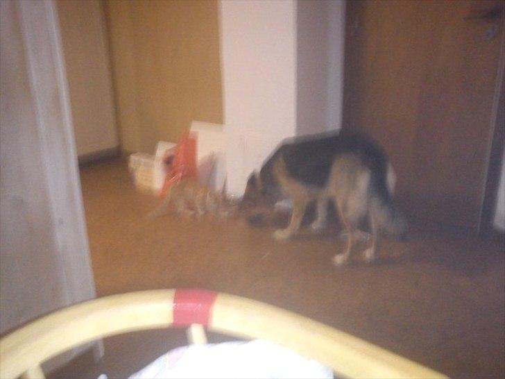 Blanding af racer shila(2003-2008) billede 5