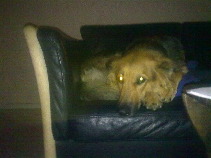 Blanding af racer shila(2003-2008) billede 9