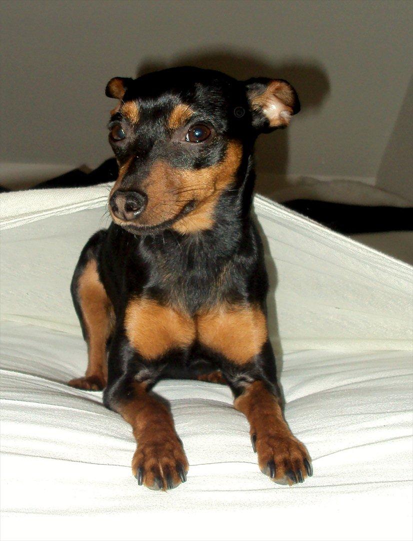 Prazsky krysarik Cleo (Bims) billede 14