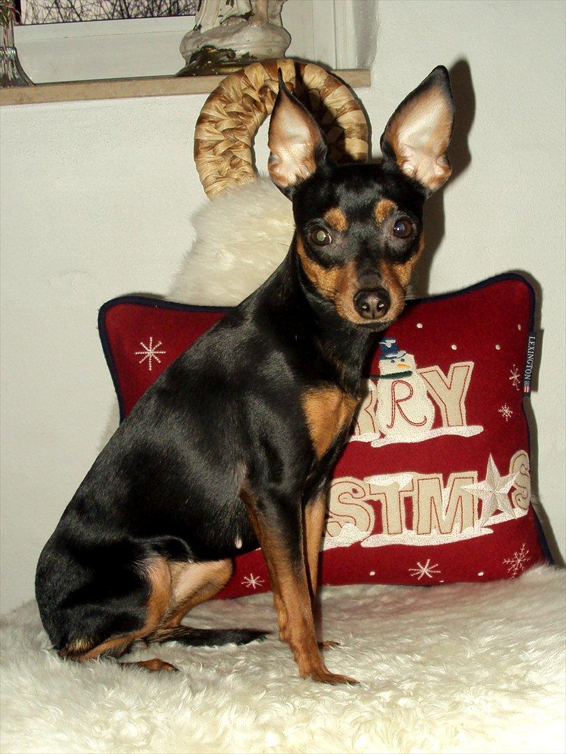 Prazsky krysarik Cleo (Bims) billede 11