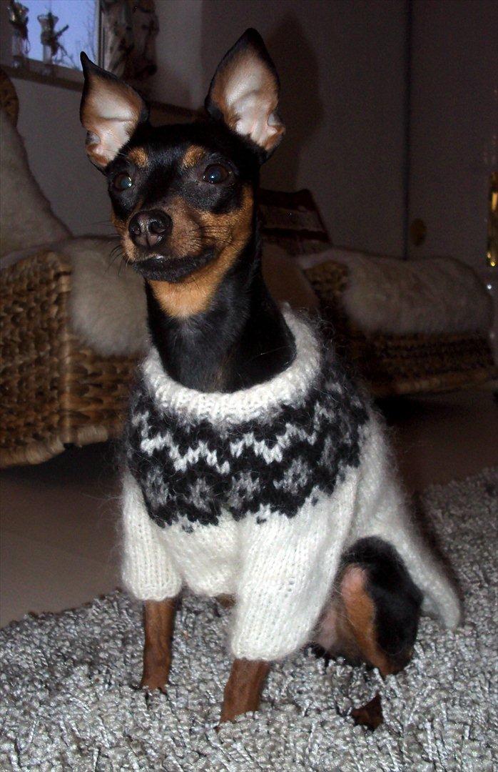 Prazsky krysarik Cleo (Bims) billede 8