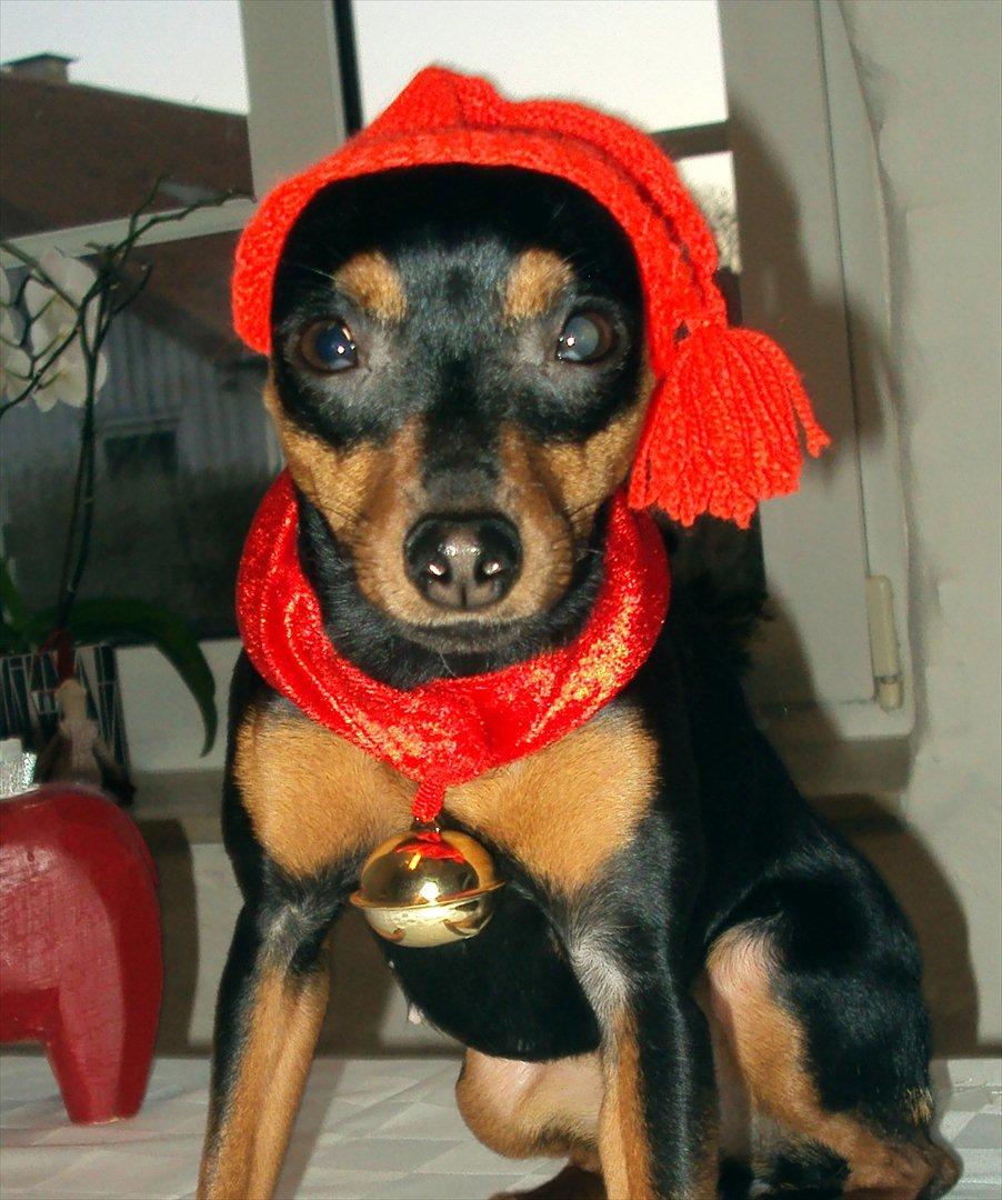 Prazsky krysarik Cleo (Bims) billede 16