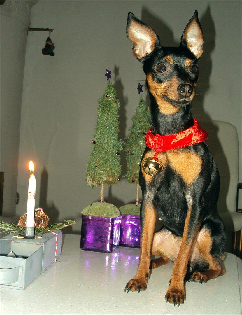 Prazsky krysarik Cleo (Bims) billede 7