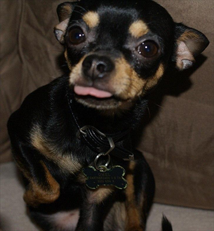 Chihuahua | Tyson - Et kys??? billede 7