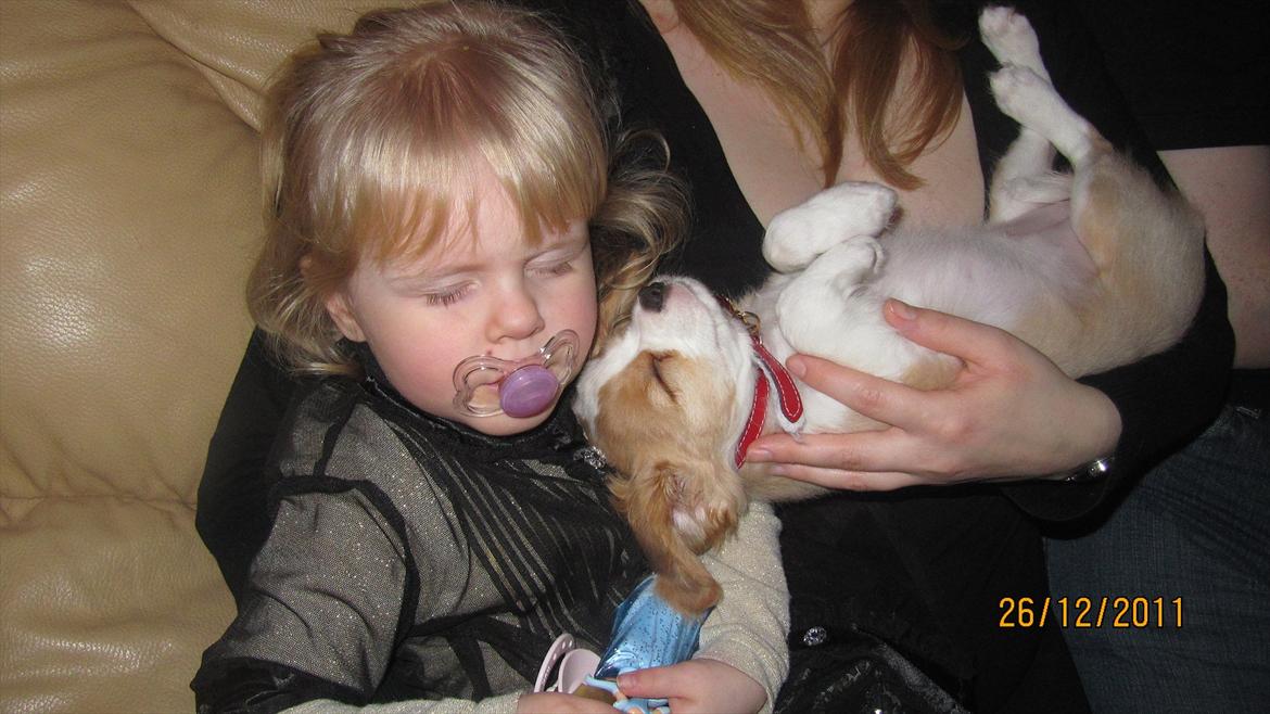 Blanding af racer Flykra billede 3