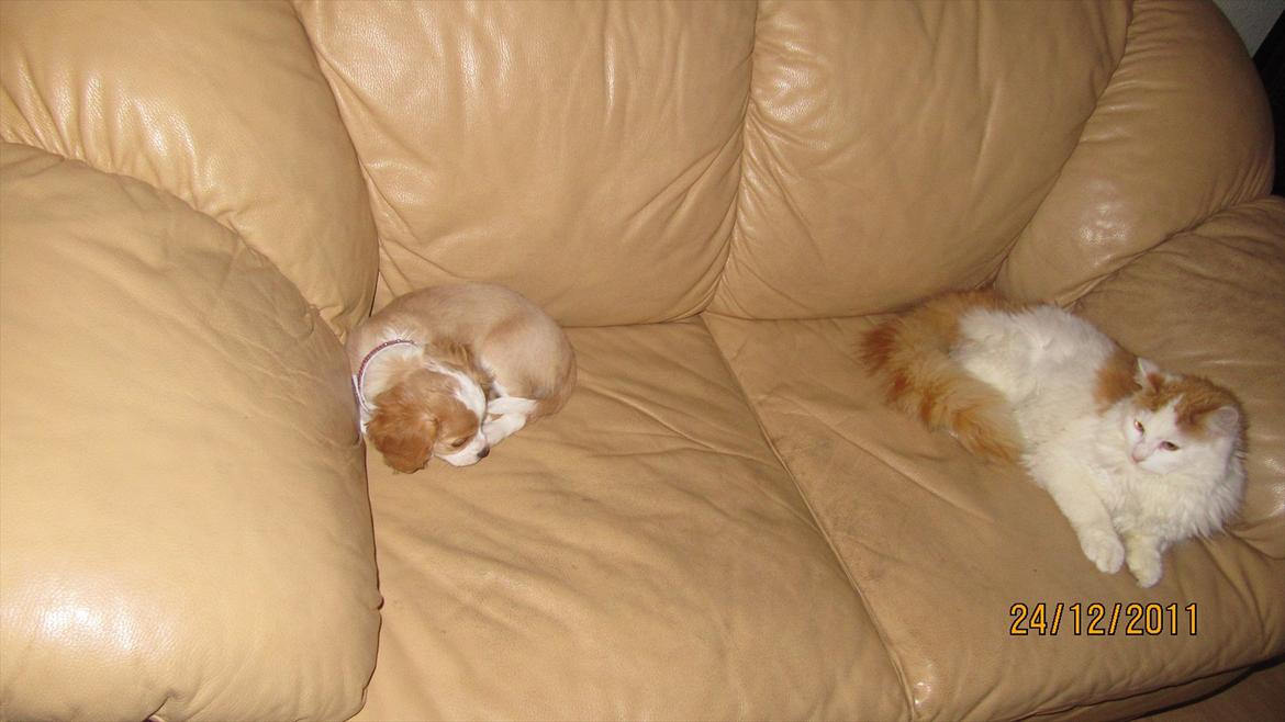 Blanding af racer Flykra billede 4